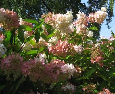 Hydrangea paniculata Grandiflora 2 (2)