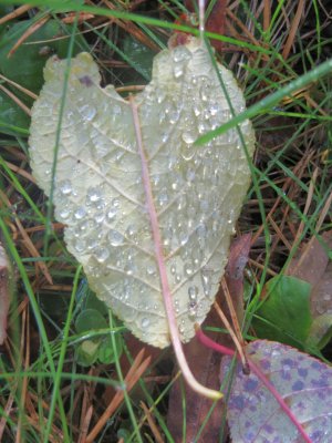 Raindrops on the Leaf