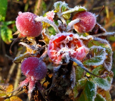 Rose Hips with Ice Crystals