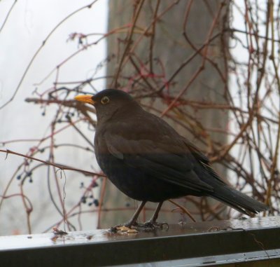 Blackbird on the Fence