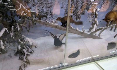 Finnish Fauna