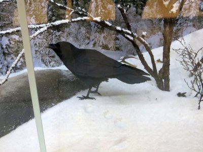 Raven Corvus Corax