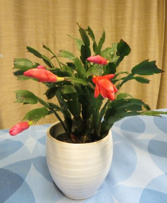 Crab Cactus