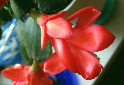Crab Cactus 2