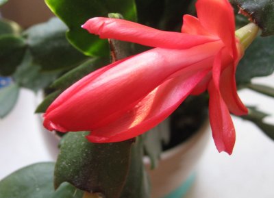Crab Cactus 3