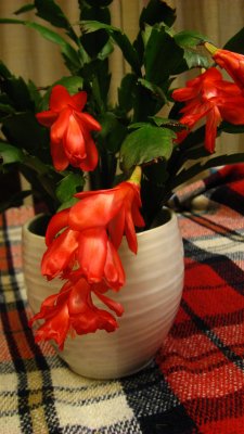 Crab Cactus 5