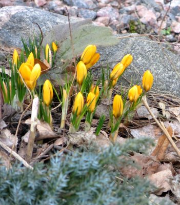 Yellow Crocuses