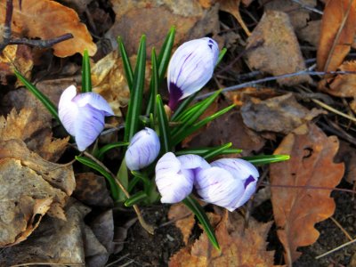 Through the Dry Leaves 2