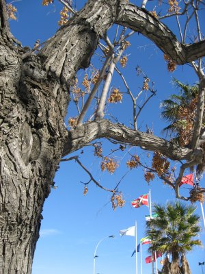 A Trunk 