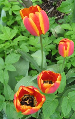 Four  Colourful Tulips