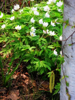 Anemone nemorosa