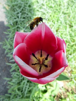 A Bee on the Tulip  