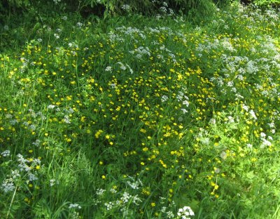 Meadow buttercup and wild chervil / cow parsley