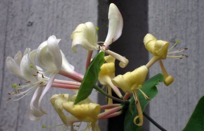 Probably a Lonicera japonica (Japanese Honeysuckle)