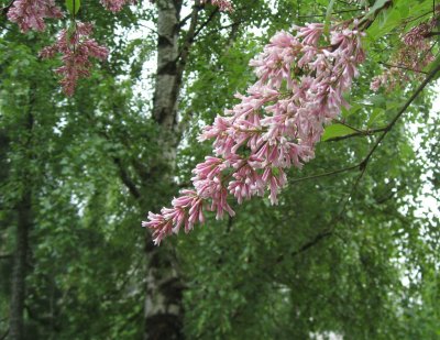 Lilacs  Syringa vulgaris