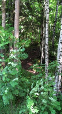 Forest Path