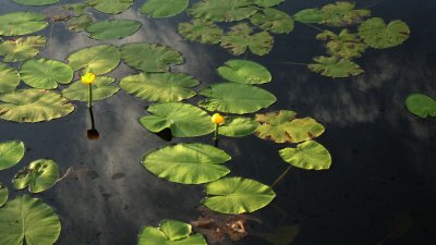 Yellow water lily / Yellow pond lily / Nuphar lutea