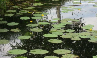 Yellow water lily / Yellow pond lily / Nuphar lutea  2