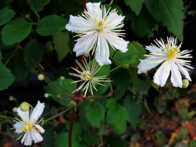 Star Cluster - Clematis!
