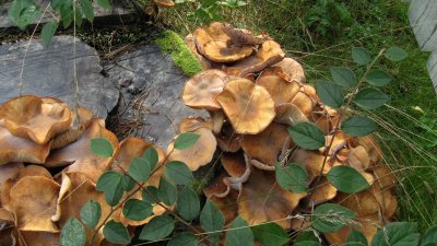 Fungi And Leaves