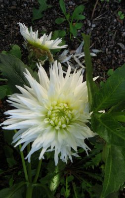 Chrysanthemum grandiflorum