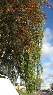 Rowan Tree