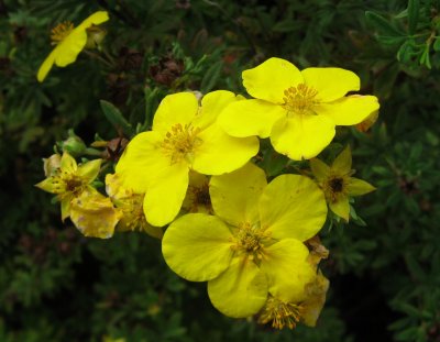 Still Blooming - Dasiphora Fruticosa