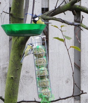 Great Tit and Blue Tit