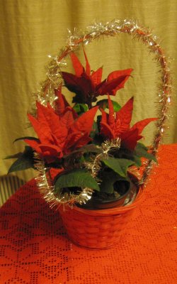 Poinsettia