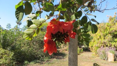 Orange Flowers of Tulip Tree