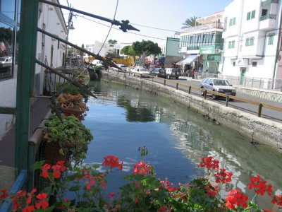 Flowers by the Canal