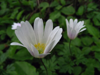 Balkan anemones
