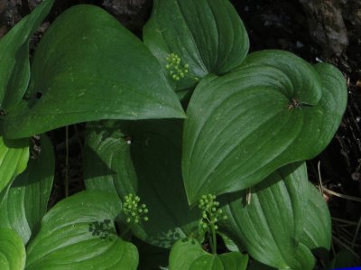 Maianthemum bifolium - May lily