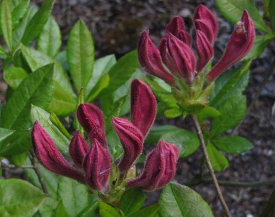 Buds of Azalea