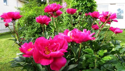 Blooming