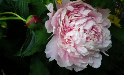 Peony