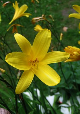Yellow Lily