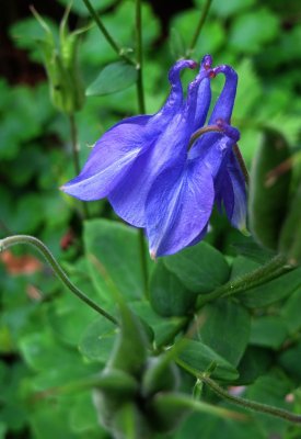 Columbine