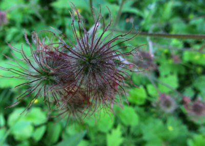 Water avens   /   Geum rivale 