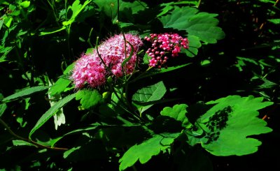 Spiraea Japonica / Little Princess
