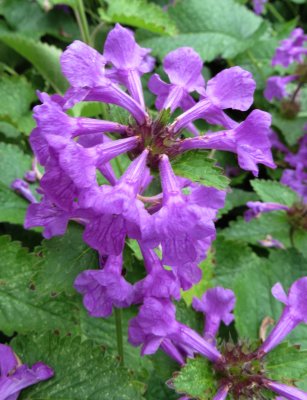 Purple world 2