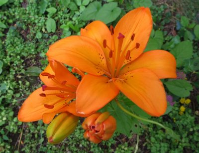 Lily - Lilium lancifolium OR Lilium bulbiferum?