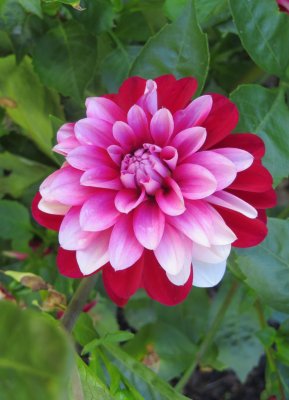 Tricoloured Dahlia