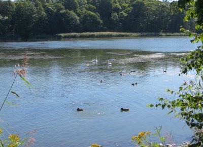 Ducks and Swans with Fledglings