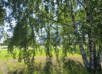 Birches