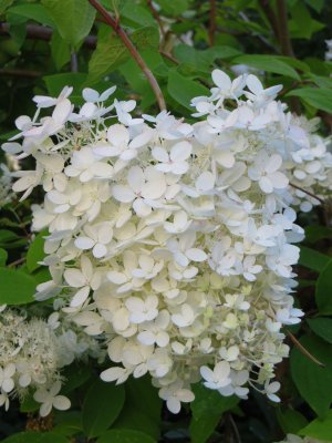 Hydrangea paniculata grandiflora 2