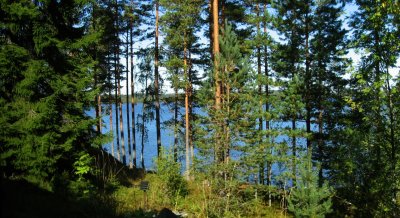 Typical Finnish Forest