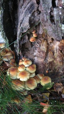 Birch with fungi