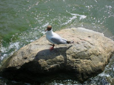 Black-headed Gull / Larus ridibundus
