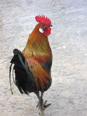 Arrogant Rooster
